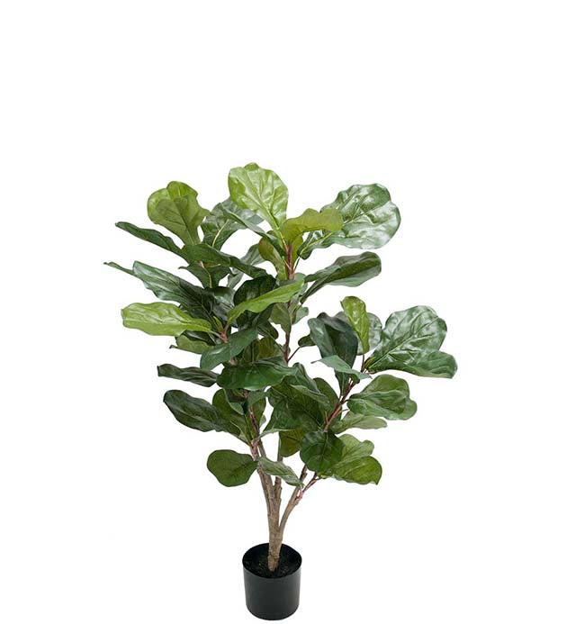 Fiolinfiken 90cm