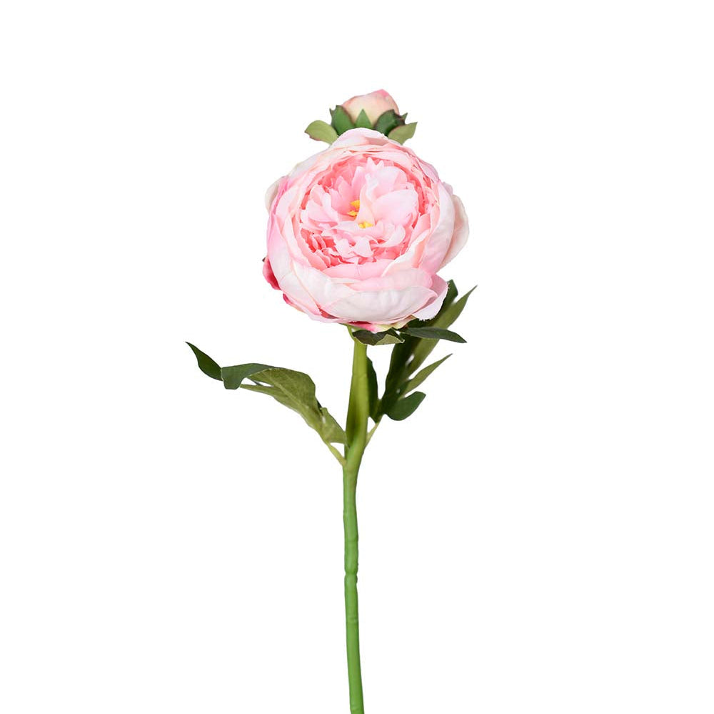 Peon Rosa