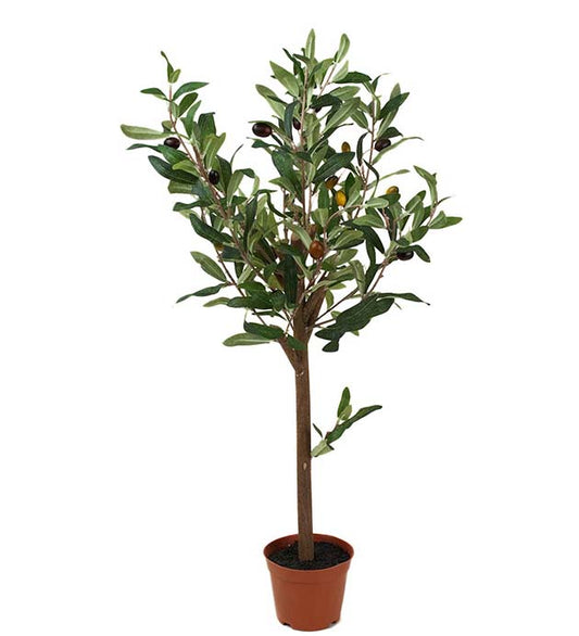 Oliventre 60cm