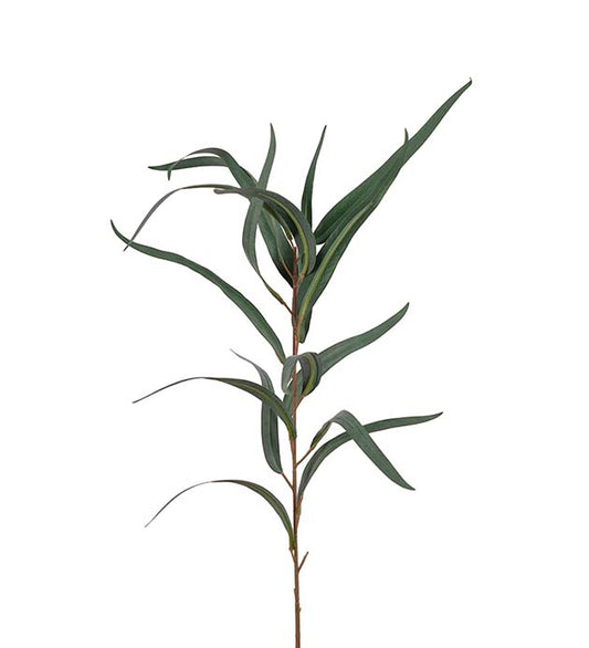 Eucalyptusgrein