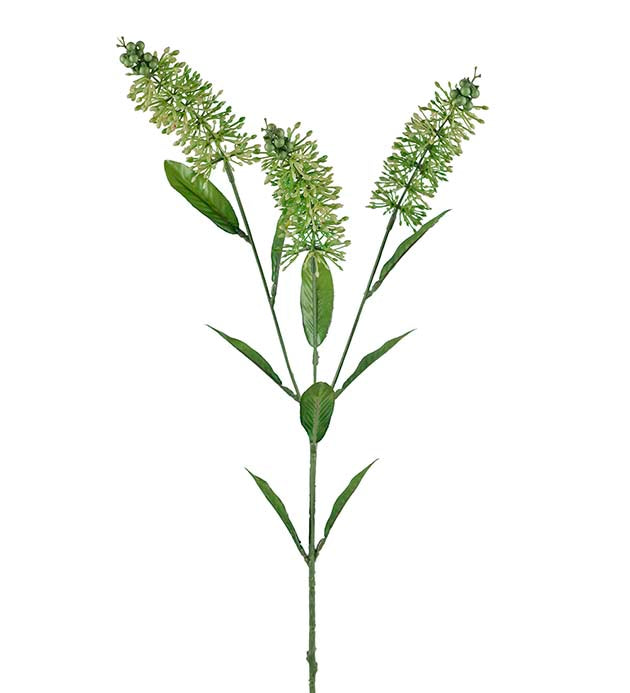 Astilbe
