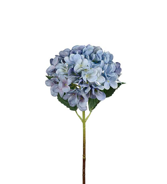 Hortensia Lyseblå