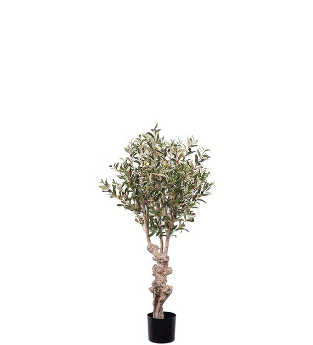 Oliventre 120cm