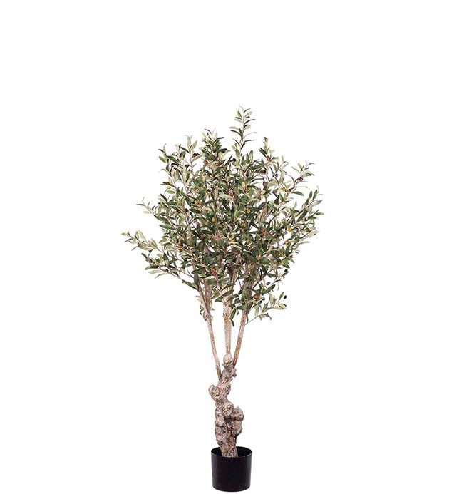Oliventre 150cm