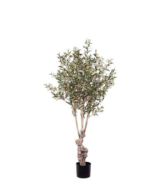 Oliventre 150cm