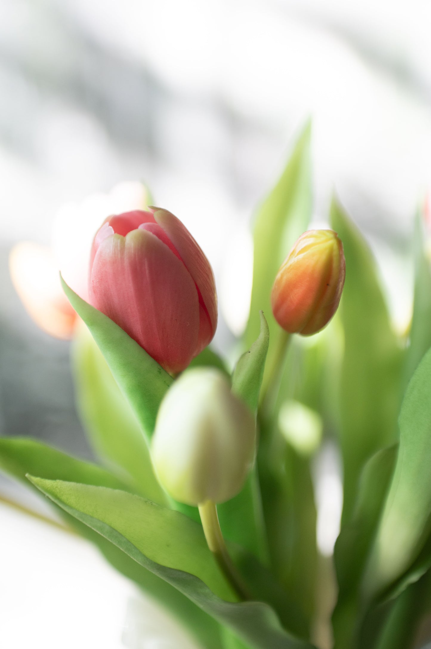 Tulipaner 7stk 31cm Hvit