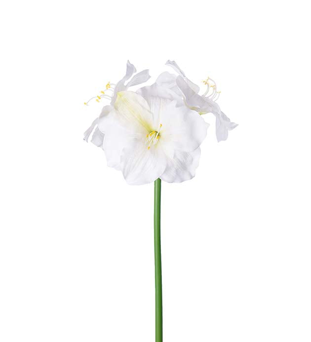 Amaryllis Hvit