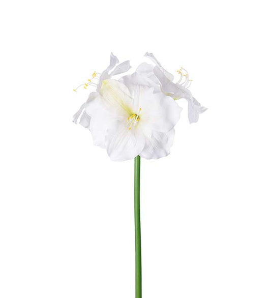 Amaryllis Hvit