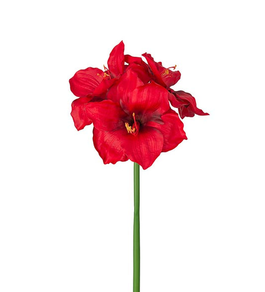 Amaryllis Rød