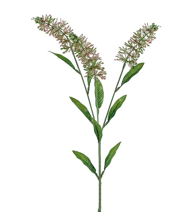 Astilbe Rosa