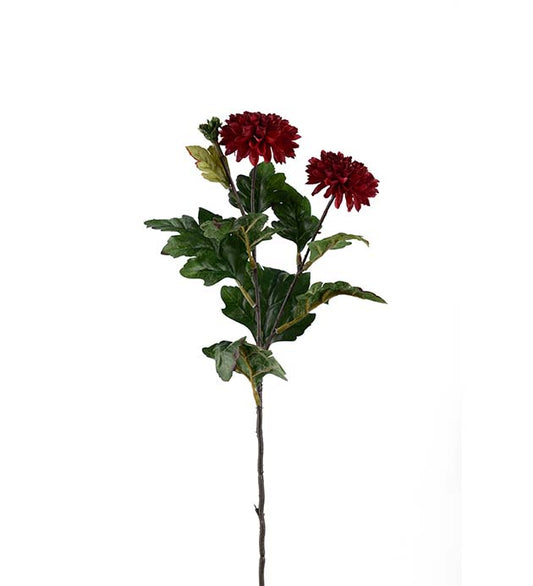 Krysantemum Burgunder