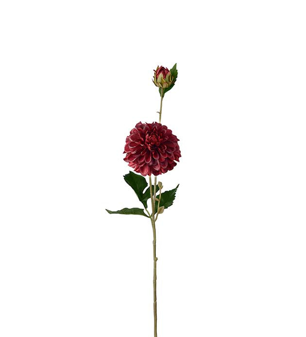 Dahlia Burgunder