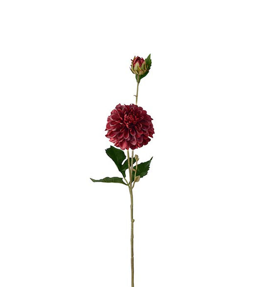 Dahlia Burgunder