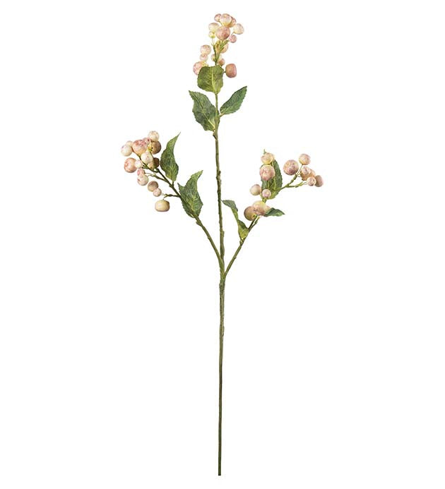Epleblomst Lyserosa