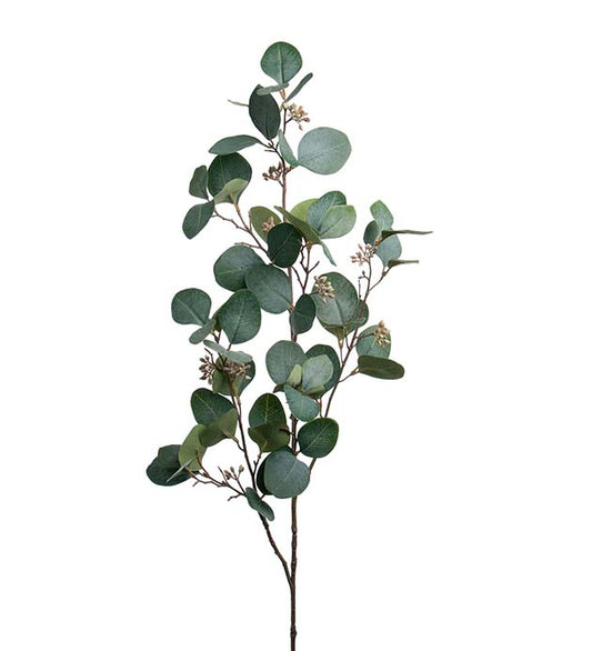 Eucalyptus m/bær 100cm