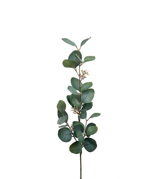 Eucalyptus m/bær 70cm
