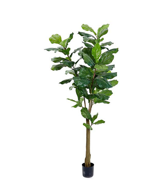 Fiolinfiken 150cm
