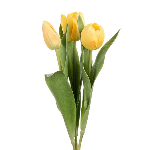 Tulipan Gul