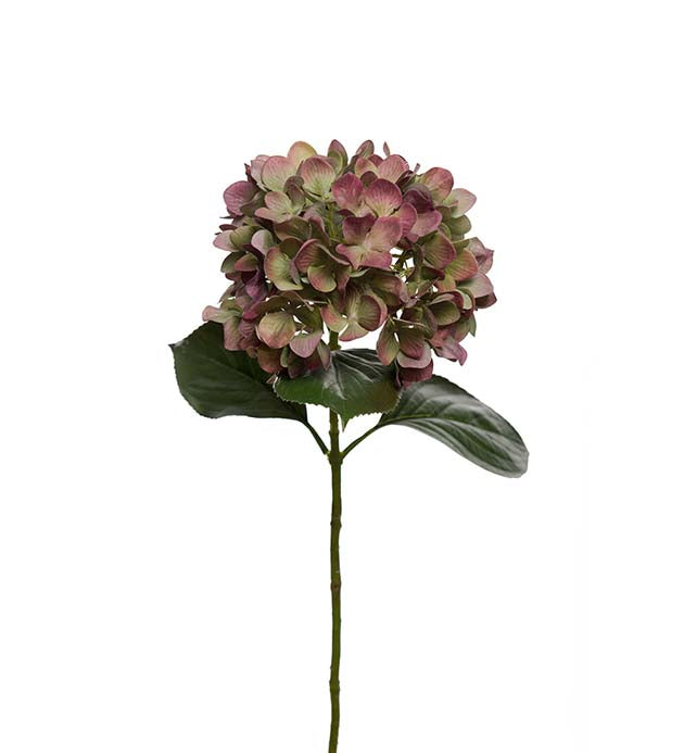 Hortensia Lilla/Grønn