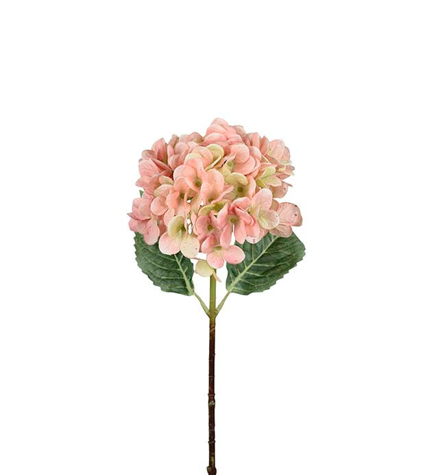 Hortensia Lyserosa m/grønn