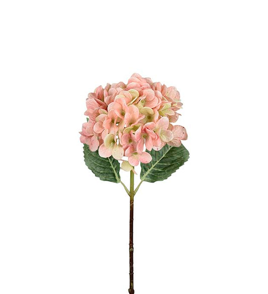 Hortensia Lyserosa m/grønn