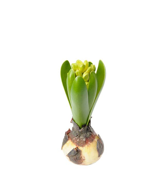Hyacint 15cm