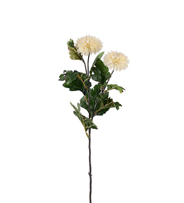 Krysantemum Krem