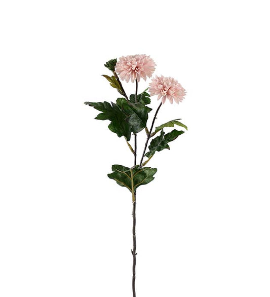 Krysantemum Rosa