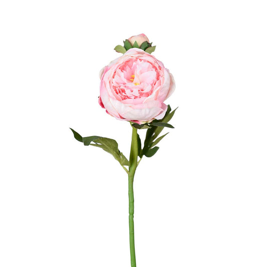 Peon Rosa