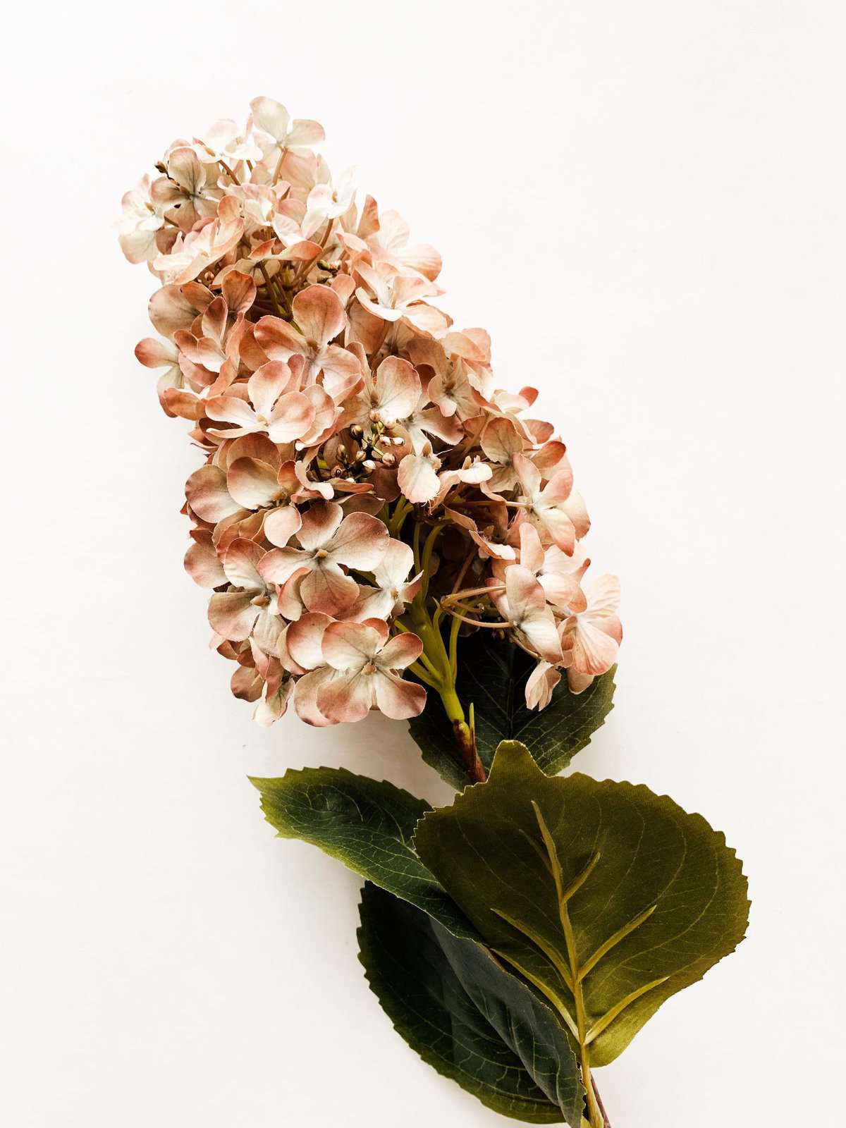 Syrinhortensia Støvrosa