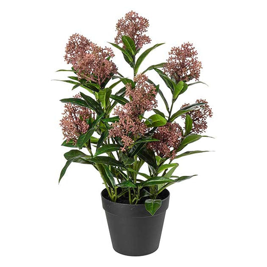 Skimmia i potte